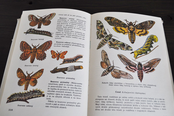 チェコ・古い昆虫図鑑 1973年 - ヨーロッパAntique&Brocante Zakka